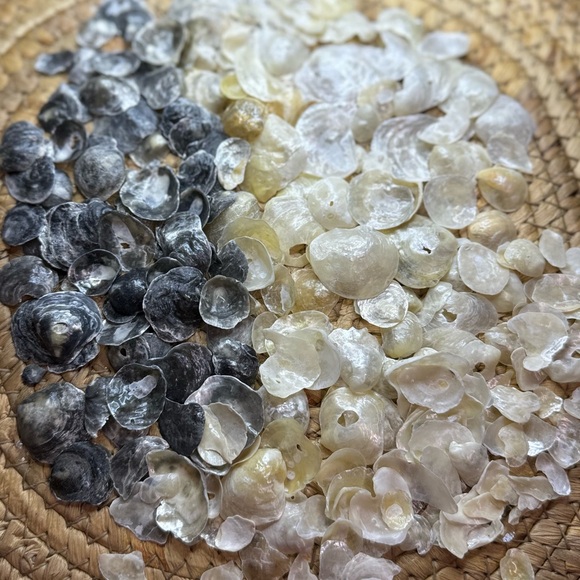 REAL HAND PICKED FLORIDA JINGLE SHELLS SEASHELLS DIY CRAFTING CRAFTS MIXED LOT - Picture 10 of 16